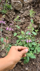 Stachys drummondii