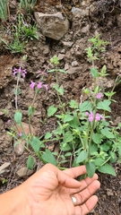 Stachys drummondii