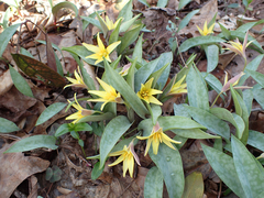 Erythronium rostratum