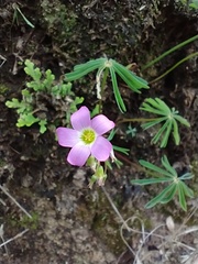 Oxalis