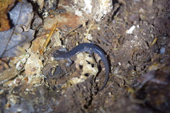 Plethodon aureolus