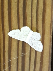 Idaea obfusaria