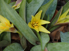 Erythronium rostratum