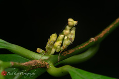 Theopropus rubrobrunneus