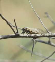 Cicadatra querula