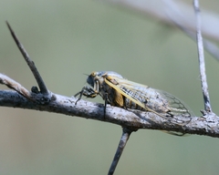 Cicadatra querula