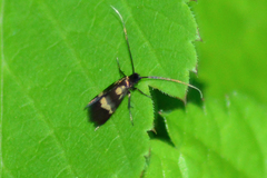 Cauchas fibulella