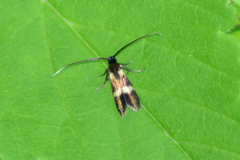 Cauchas fibulella