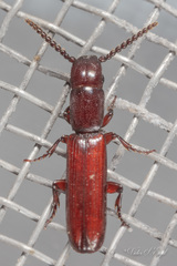 Taphroscelidia linearis