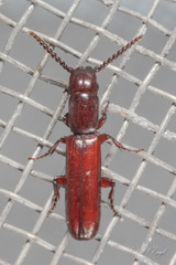 Taphroscelidia linearis