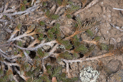 Selaginella wallacei