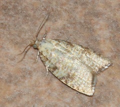 Aleimma loeflingiana