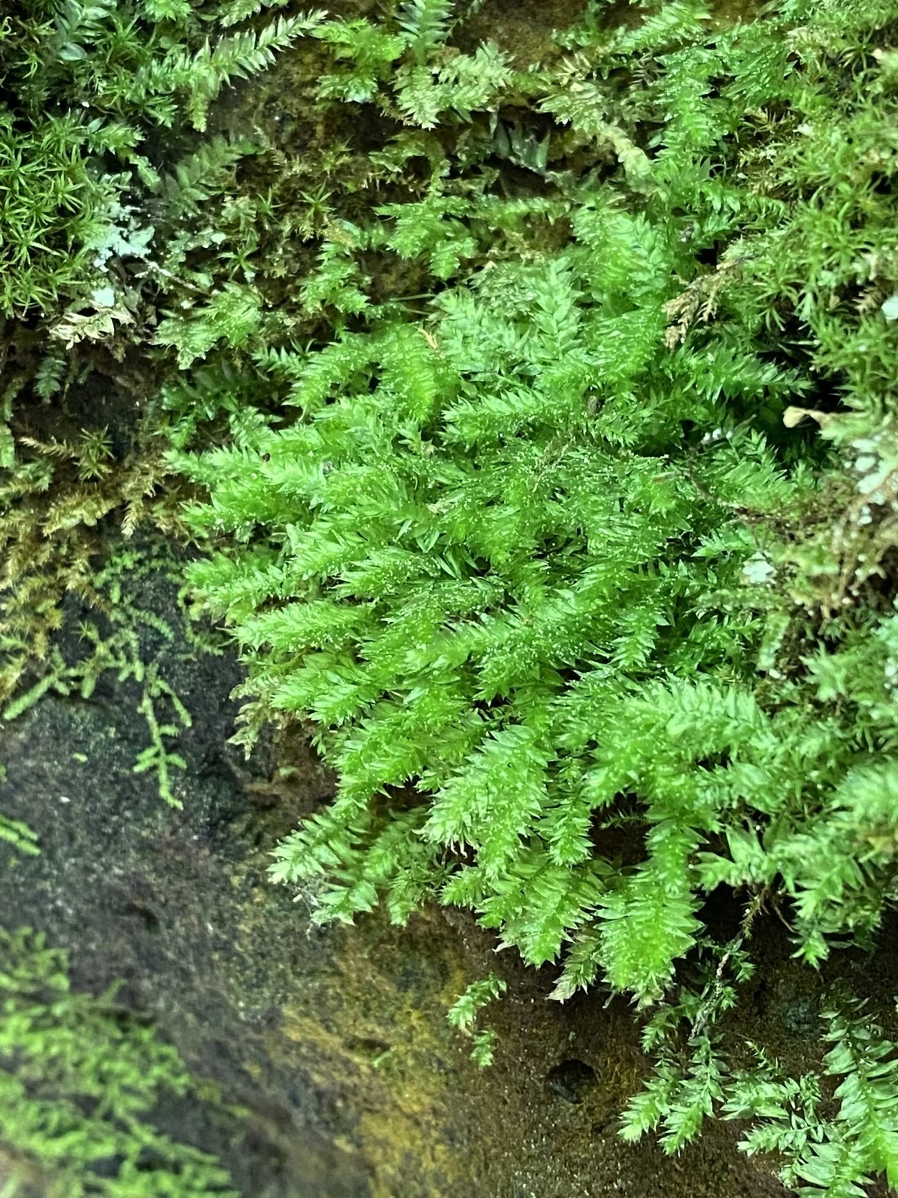 Isopterygiopsis