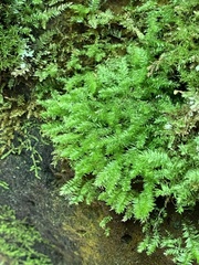 Isopterygiopsis muelleriana
