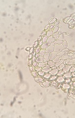 Isopterygiopsis muelleriana