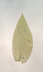 Isopterygiopsis muelleriana
