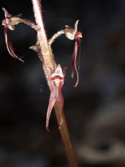 Neottia bifolia