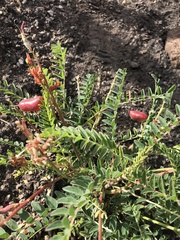 Astragalus sanguineus