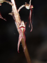 Neottia bifolia