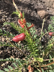 Astragalus sanguineus