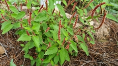 Acalypha adenostachya