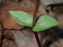 Neottia bifolia