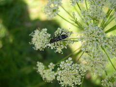 Chlorophorus figuratus