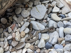 Nerodia sipedon insularum