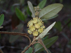 Croton alabamensis