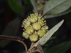 Croton alabamensis