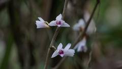 Dendrobium tobaense