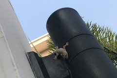 Hemidactylus platyurus