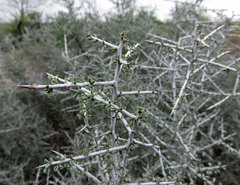 Condalia spathulata