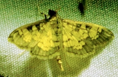 Ategumia