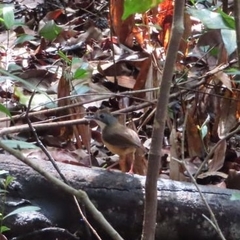 Pellorneum malaccense