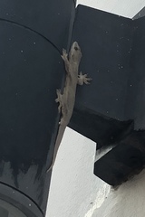 Hemidactylus platyurus