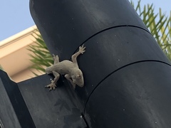 Hemidactylus platyurus