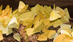Phoebis neocypris