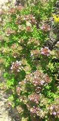 Thymus camphoratus