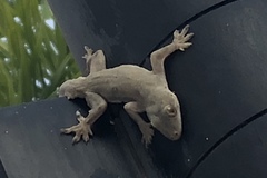 Hemidactylus platyurus