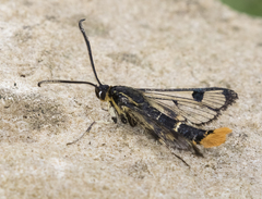 Synanthedon scoliaeformis
