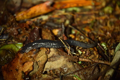 Plethodon aureolus