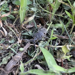 Mesosa curculionoides