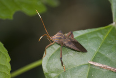 Melucha phyllocnemis