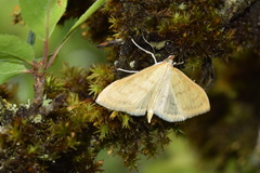 Paratalanta hyalinalis