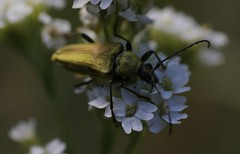 Lepturobosca chrysocoma