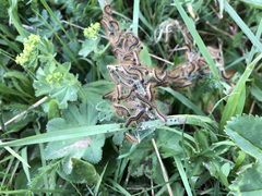 Malacosoma alpicolum