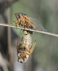 Cicadatra hyalina