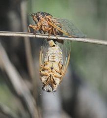 Cicadatra hyalina