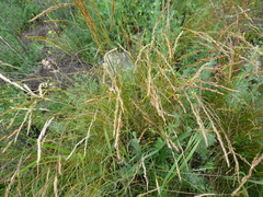Festuca trachyphylla